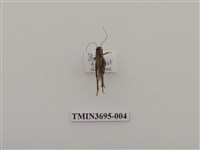 藏品(直翅目(3))的圖片